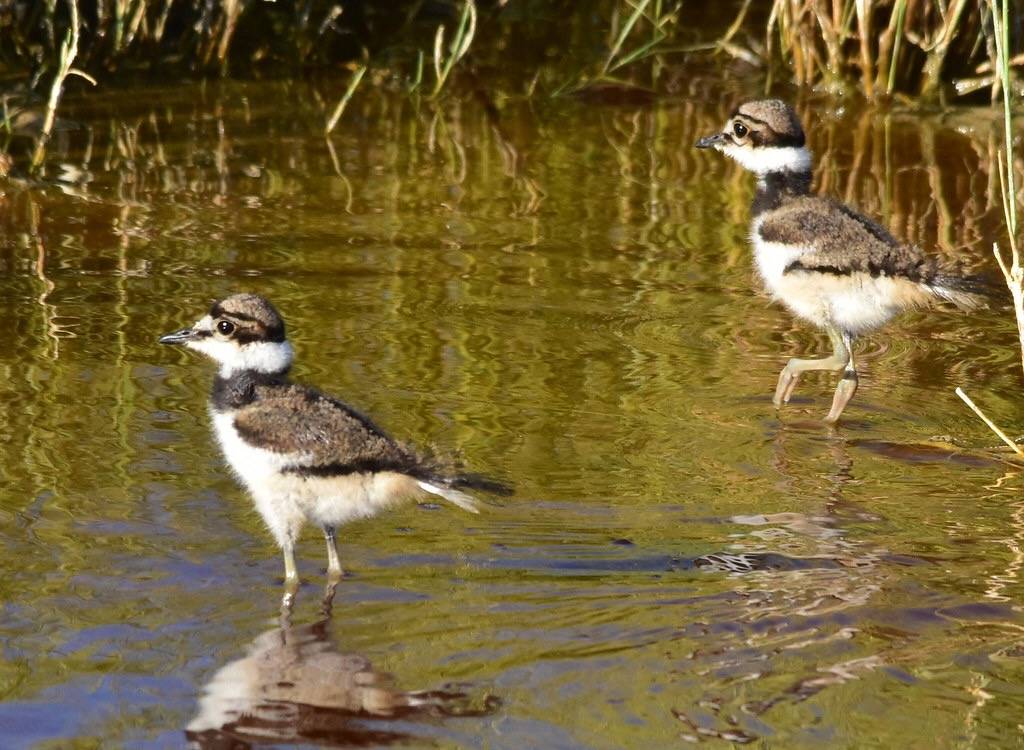 Killdeer chicks out a wadin at Seedskadee National Wildlife Refuge by USFWS Mountain Prairie is licensed under CC BY 2.0.